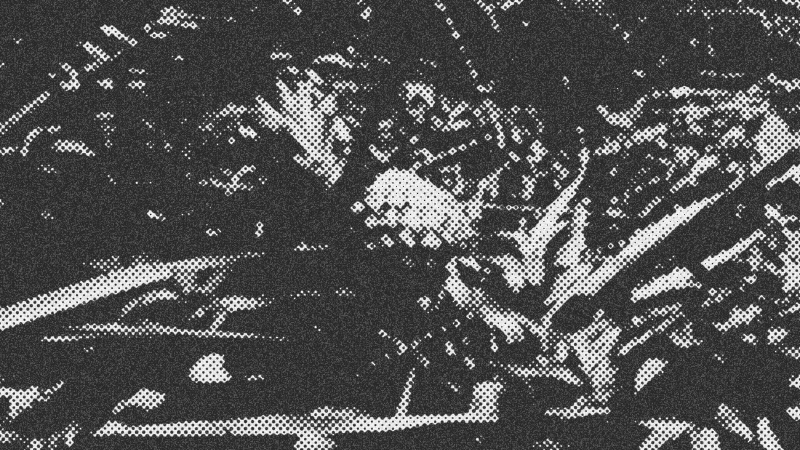 The Unexpected Anatomy of a Pineapple Grove