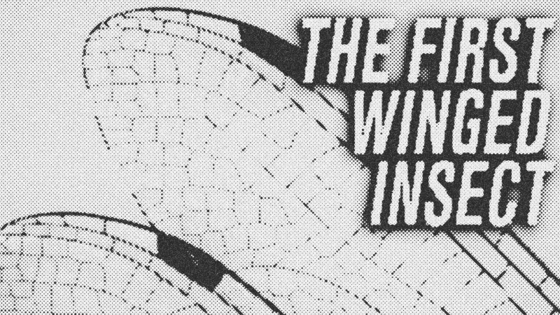 Ancient Aviators: The Precision Engineering of the Dragonfly